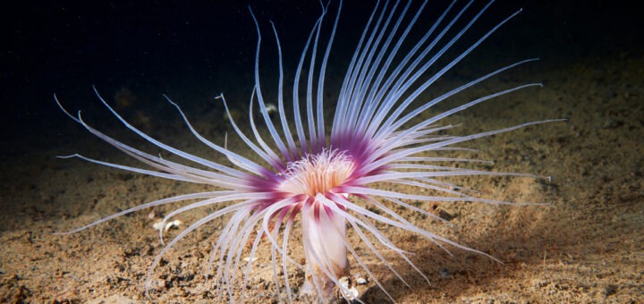 Foto: Alexander Semenov